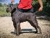 PoulaTo: Κουτάβια Cane Corso